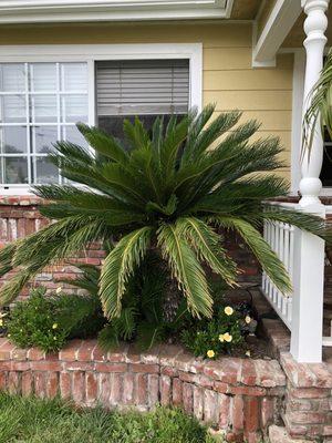 Front palm tree trimmed and maintained in the front of the house.