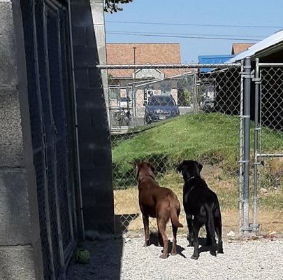 Moose & Berkley checking out something while being Boarded at Prarie.