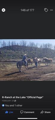 Horses trials