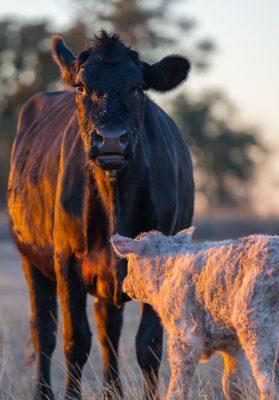 Shooting photos for a rancher in Valley Mills - newborn calf only a few minutes old