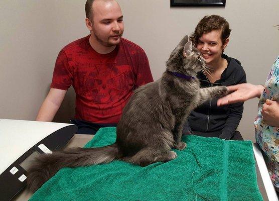 Happy Cat high five!