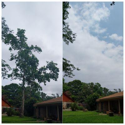 Tree Removal before and after - temple Texas