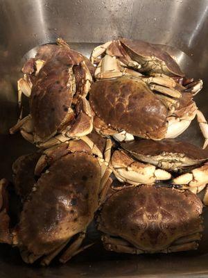 Live jonah crabs 10 lbs. for 10$