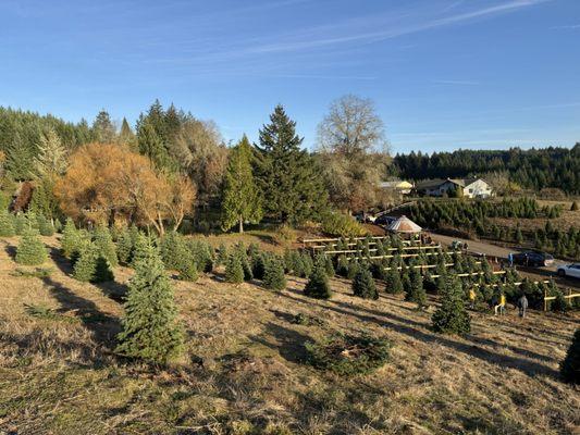 Loch Lolly Christmas Forest