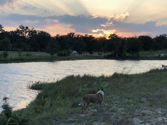 Gorgeous sunsets on the lake