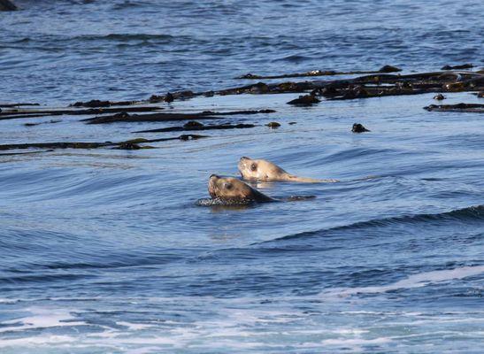 Cute swimming Stellar Sea Lions!