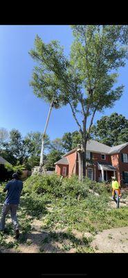 The team working together to take down a big oak tree that was hanging over driveway and neighbors home.