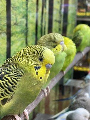 Parakeets