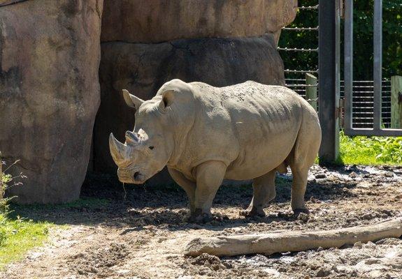 White rhino