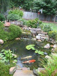 Koi Pond