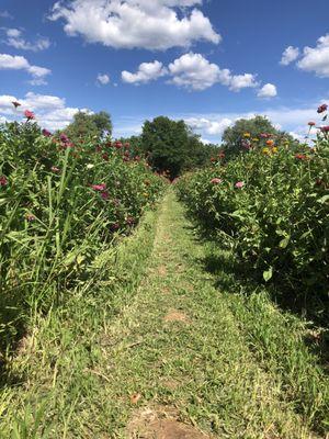 Flower fields