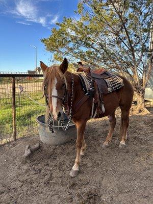 My sweet horse Paco!