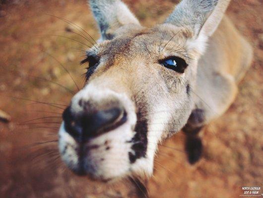 Our kangaroos get curious sometimes!