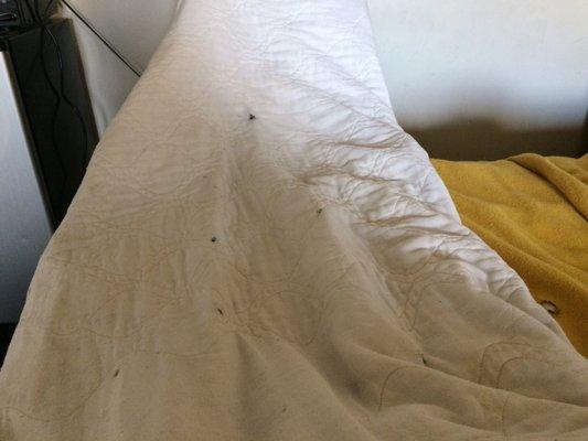 Cigarette burns in bedding in supposed non-smoking room