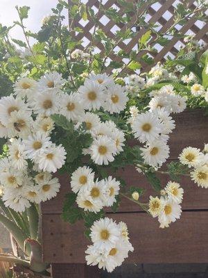 Beautiful flowers outside the shop