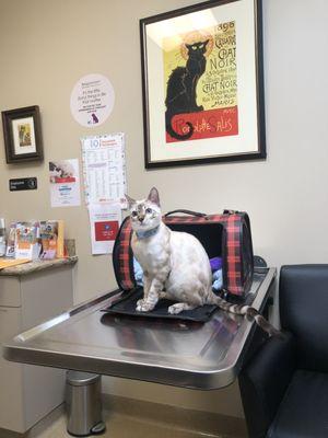 Very clean and cat exam room. My kitty was never scared to go in!