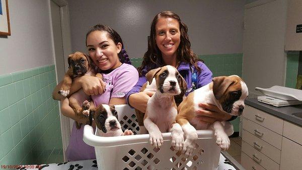 A basket full of Boxer puppies