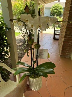 White orchid plant with bird and nest in a ceramic pot.