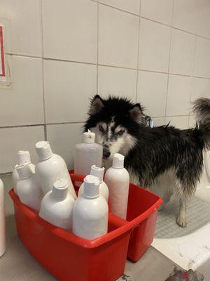 The staff will bring over the bottles of prediluted shampoo. Rocky needed about 7 bottles and 1 large deshedding conditioner.