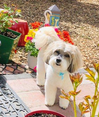 My darling Coton de Tulear, Brinkley.