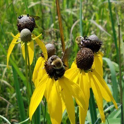 bees enjoying the flowers