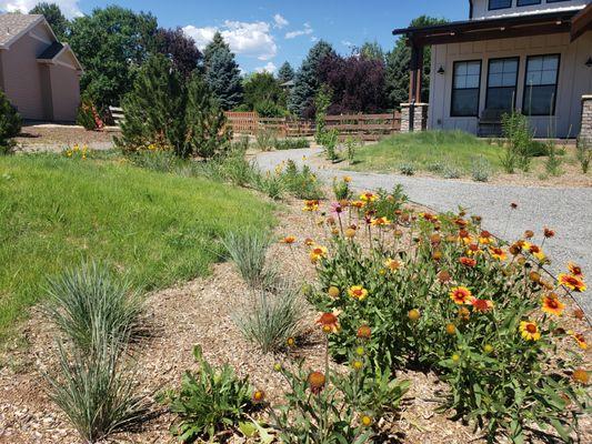 Native Colorado flowers near berms of native Colorado turf grass and bunch grasses