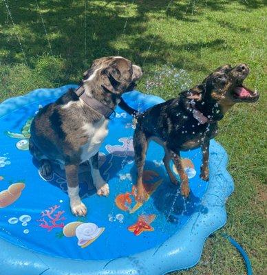 Athena and tank cooling off during daycare!