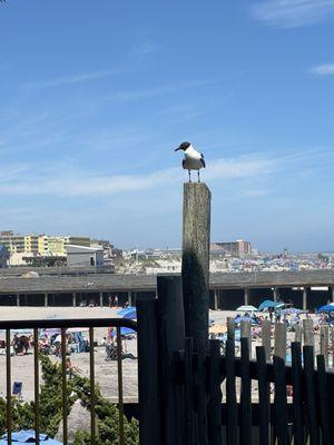 seagull and the view