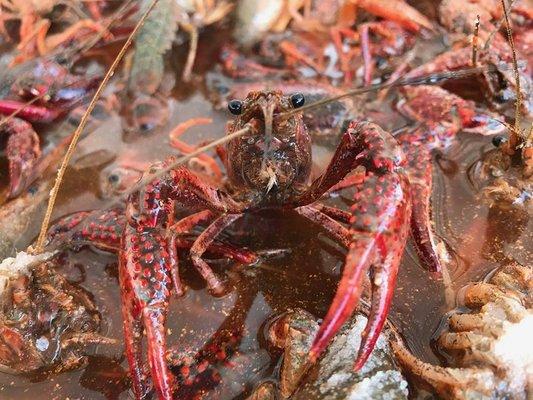 Louisiana Crawfish