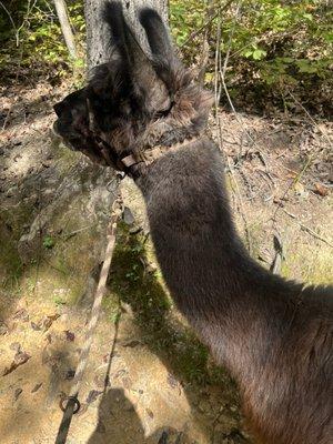 Smoky Mountain Llama Treks