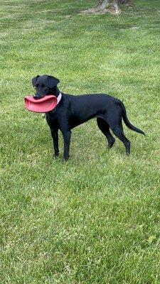 Our dog with her favorite frisbee