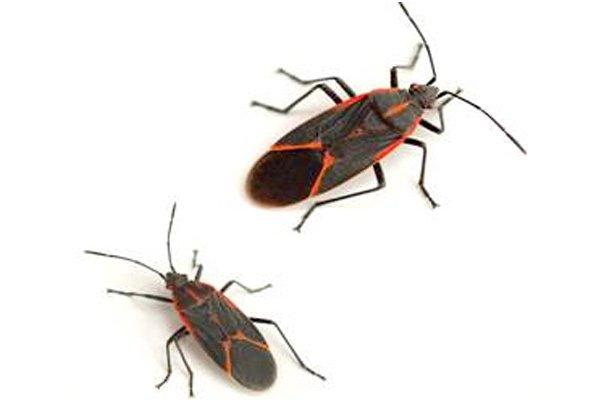 Pest Pros of Michigan