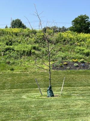 Pittsford Tree & Landscape