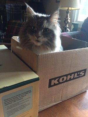 Kissa likes Kohl's.