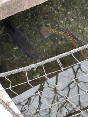 A couple of trout next to a net in some water