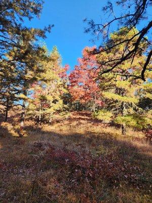 Beautiful trails throughout the Preserve