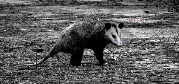 Opossum on the trail.