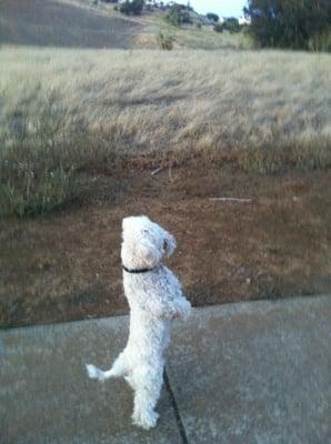 Finn get's excited when he hears he's going to the Bow Wow Inn!