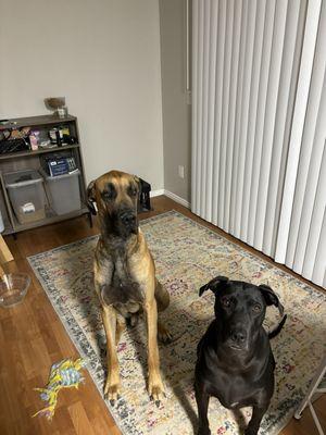 On the on the left, standing at 3'1" the biggest dog with the kindest heart cries like a little baby when he has to get his nails trimmed.