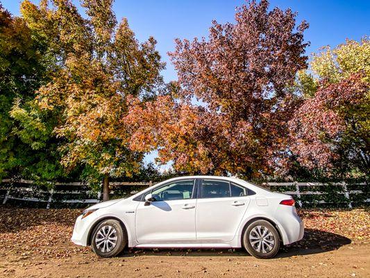 Stay driven. Happy Thanksgiving from Madera Toyota. #rentacar #corolla