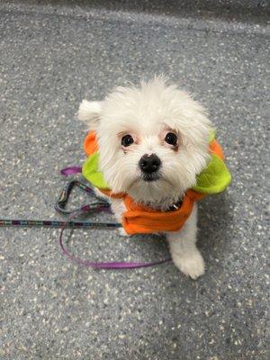 Zoom Student Puppy Leia Burke Wilkinson at Zoom Halloween Party 2022