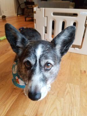 Freshly Groomed Cardigan Welsh Corgi