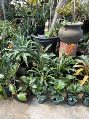 Fiddle leaf figs, bromeliads, snake plants, and more.