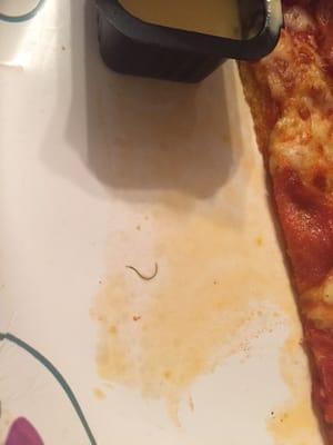 That was on the bottom of my pizza. So glad I didn't eat it.