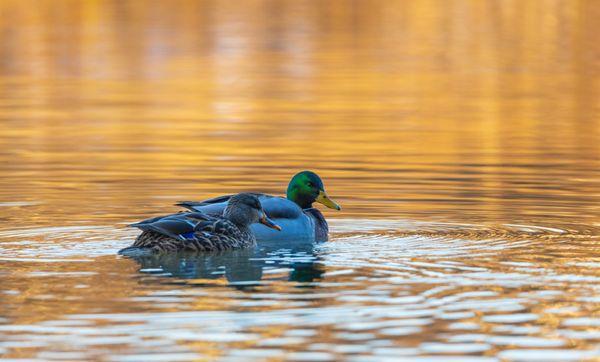 Near sunset one day two mallard ducks swimming near the boat launch.