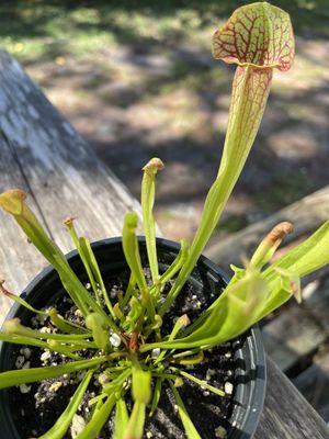 Sarracenia