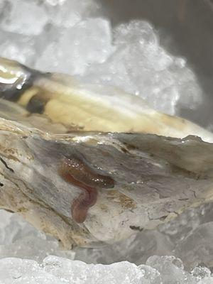 Oyster with a worm