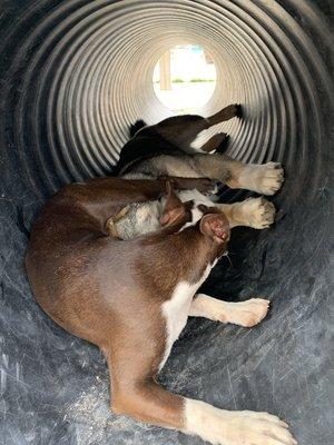 Playing in the tunnel.