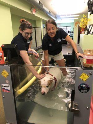 Pic of one of the techs at WAG jumping in the water with my dog, so she wouldn't be scared