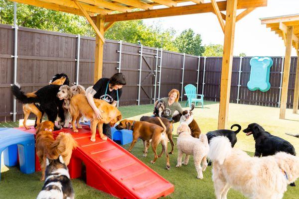 Dogs are monitored in their playgroups.